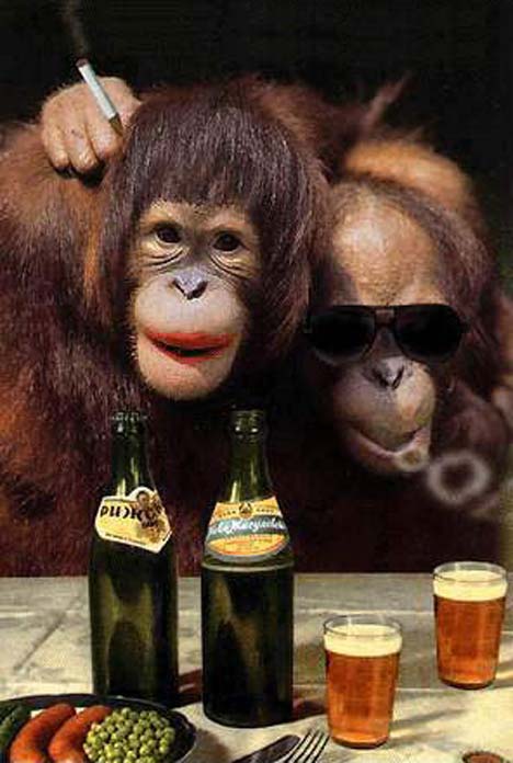 Macacos no Bar